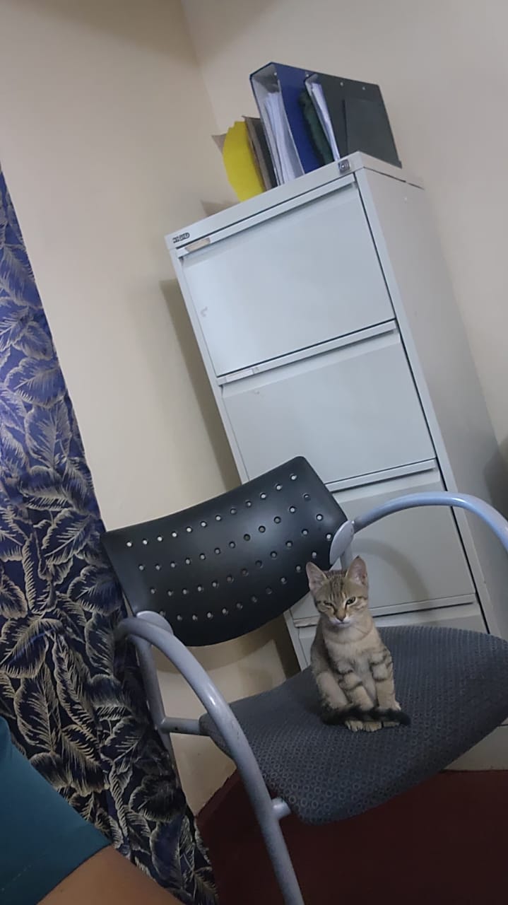 A cat sitting on an office chair beside a filing cabinet.