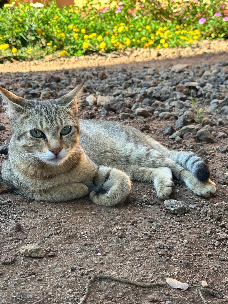 A tabby cat resting on soil beside a flower bed.