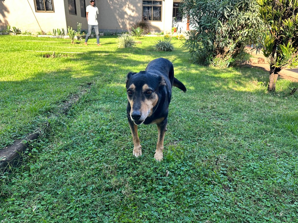 A black-and-tan dog standing on a green lawn outside a building.