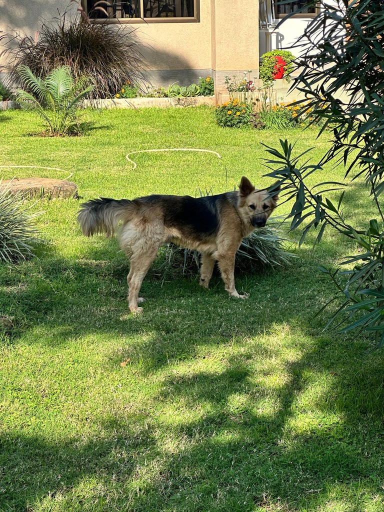 Two dogs standing on a lawn near shrubs and a building.
