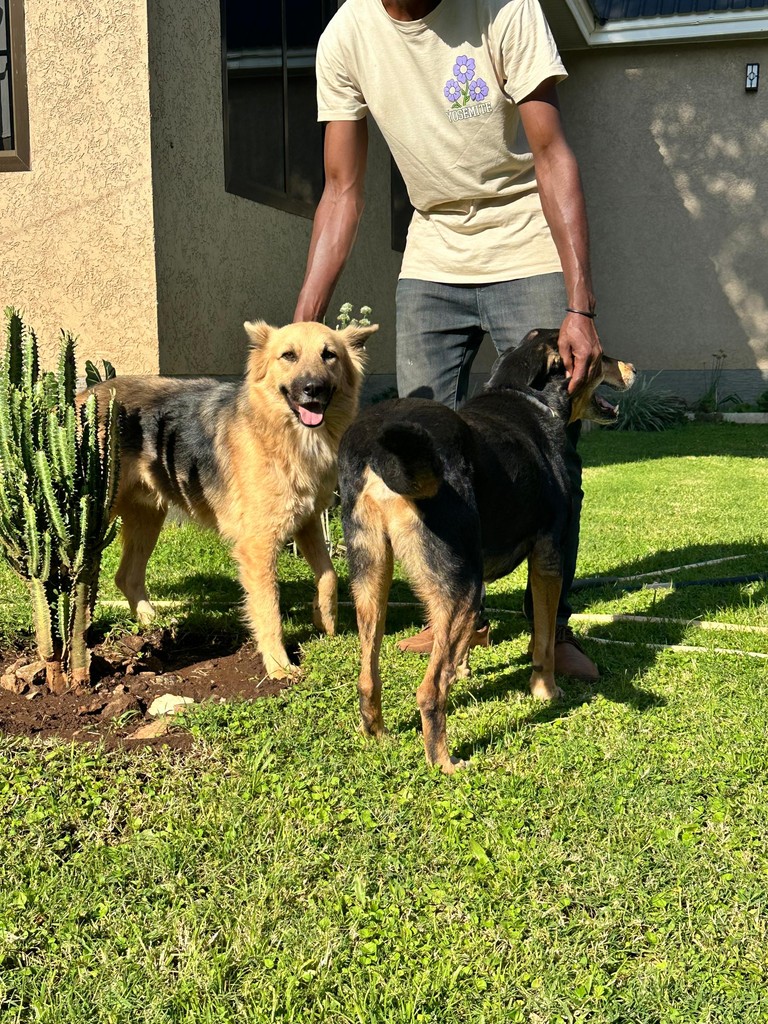 Two dogs standing on a lawn beside an unnamed person.