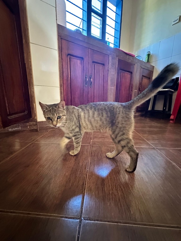A tabby cat walking across a tiled room near a wooden door.